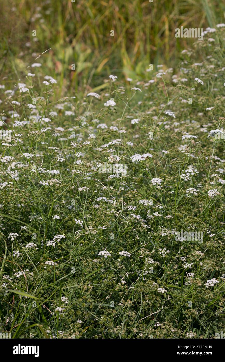 großer Wasserfenchel, Grosser Wasserfenchel, Wasserfenchel, Wasser-Rebendolde, Wasserpferdesaat, Wasser-Pferdesaat, Oenanthe aquatica, wat à feuilles fines Banque D'Images