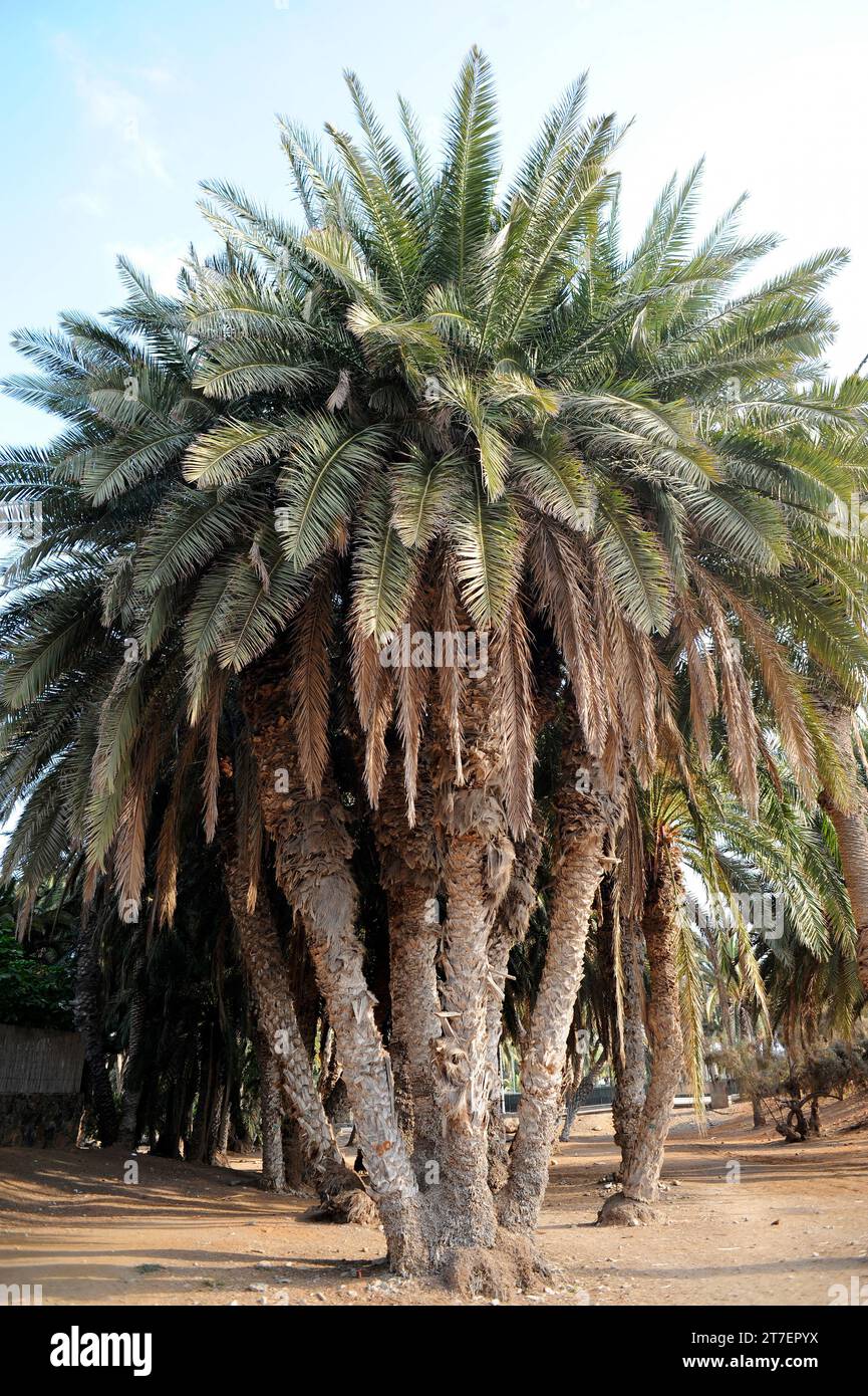 Le palmier dattier des îles Canaries (Phoenix canariensis) est un palmier endémique aux îles Canaries.Cette photo a été prise à Maspalomas, Grande Canarie, Iles Canaries, Banque D'Images