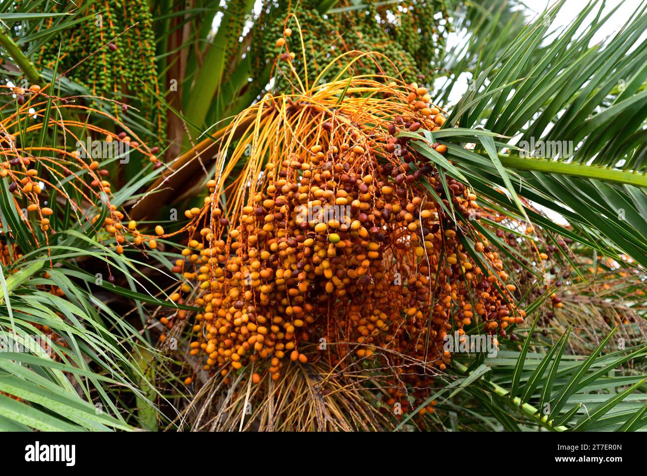 Le palmier dattier des îles Canaries (Phoenix canariensis) est un palmier endémique des îles Canaries. Détail fruits. Cette photo a été prise à la Palma, Îles Canaries, S. Banque D'Images