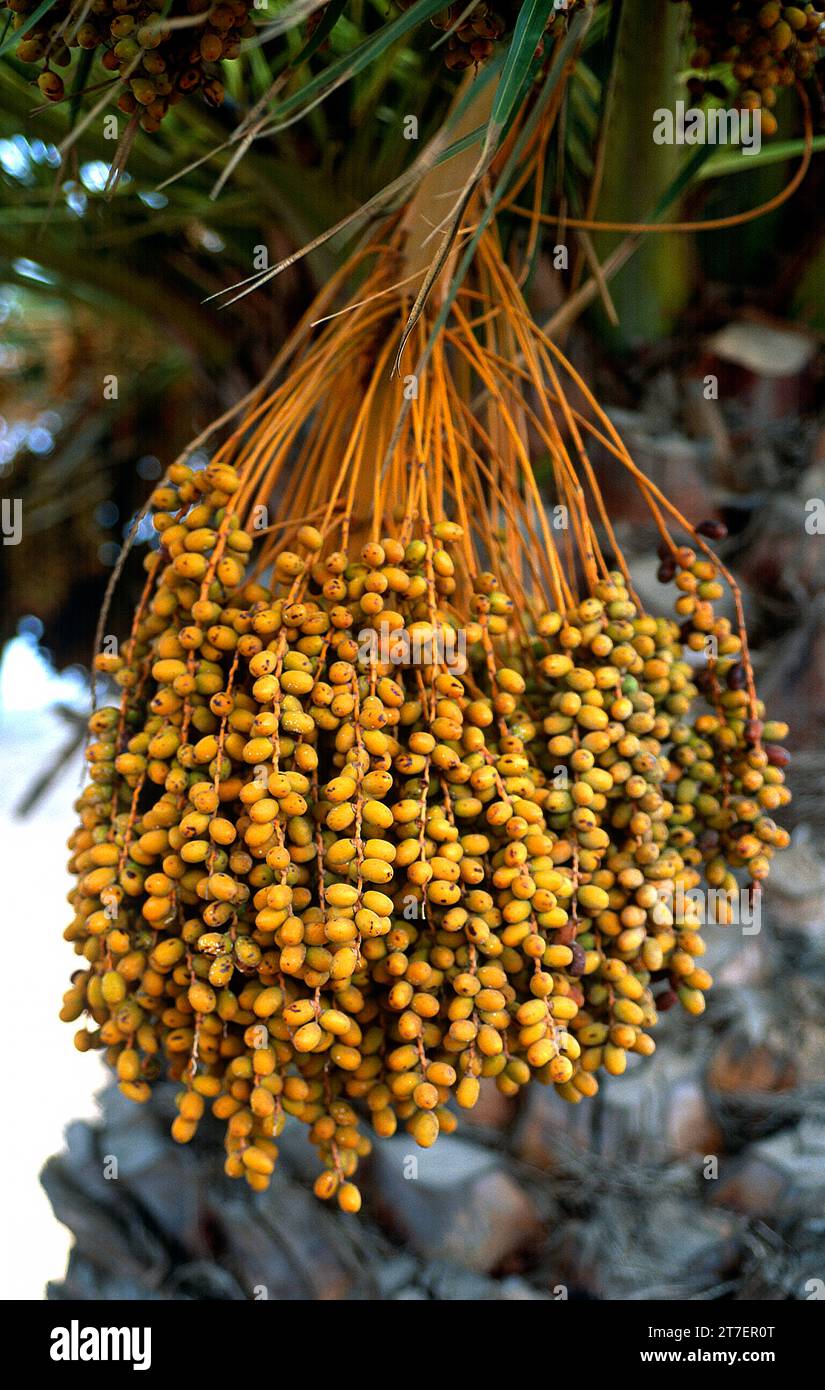 Le palmier dattier des îles Canaries (Phoenix canariensis) est un palmier endémique aux îles Canaries.Détail fruits.Cette photo a été prise à Lanzarote, Iles Canaries, Banque D'Images