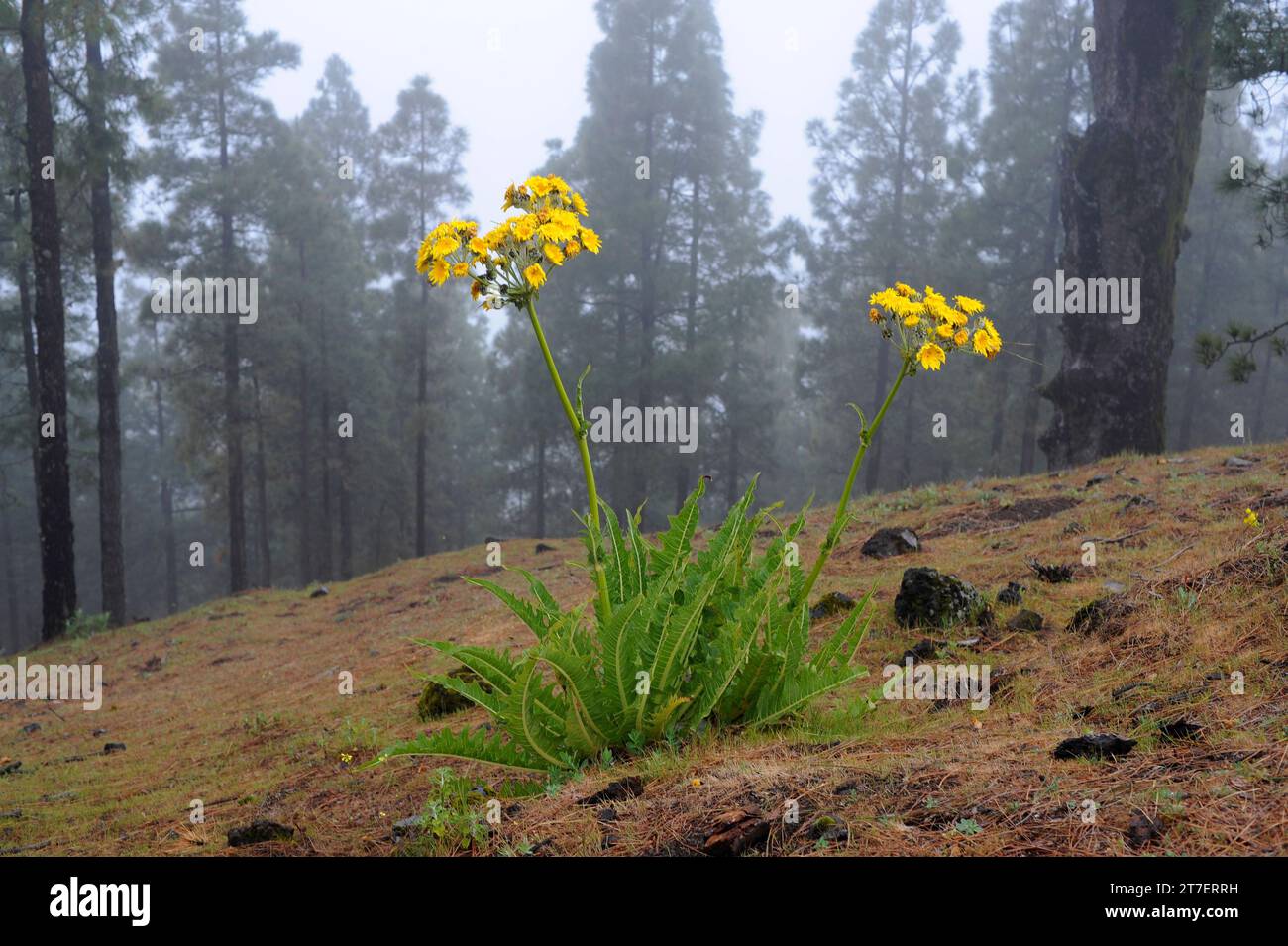 Le Cerrajon de monte (Sonchus acaulis) est un sous-arbuste endémique de la Grande Canarie et de Ténérife.Cette photo a été prise en Grande Canarie, aux îles Canaries, en Espagne. Banque D'Images