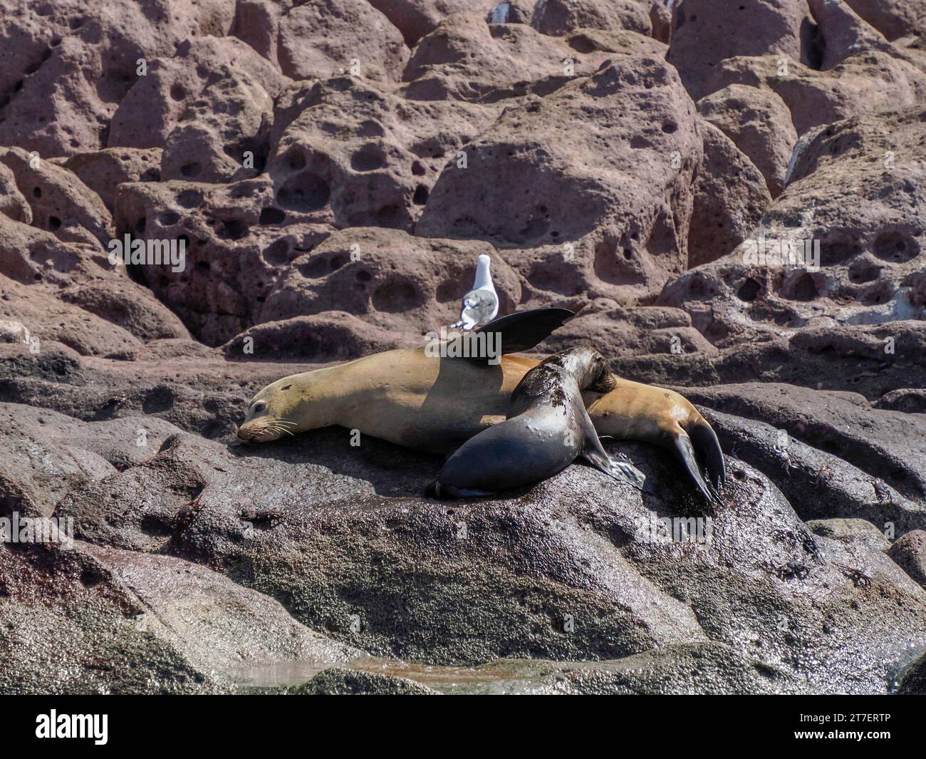 Un lion de mer de Californie élevant un chiot sur les rochers Banque D'Images