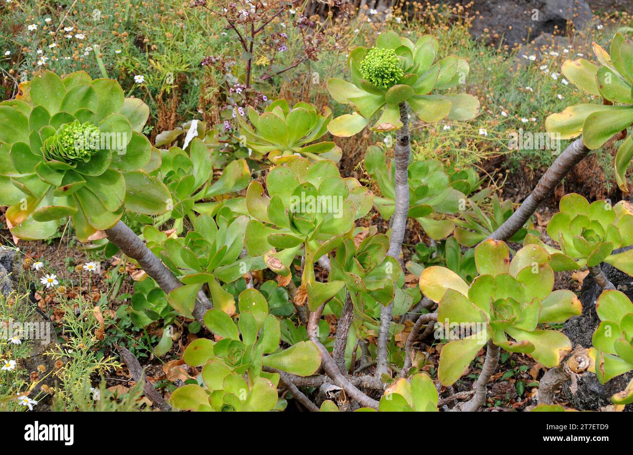 Bejeque de Gran Canaria (Aeonium undulatum) est un arbuste succulent endémique à Gran Canaria, aux îles Canaries, en Espagne. Banque D'Images