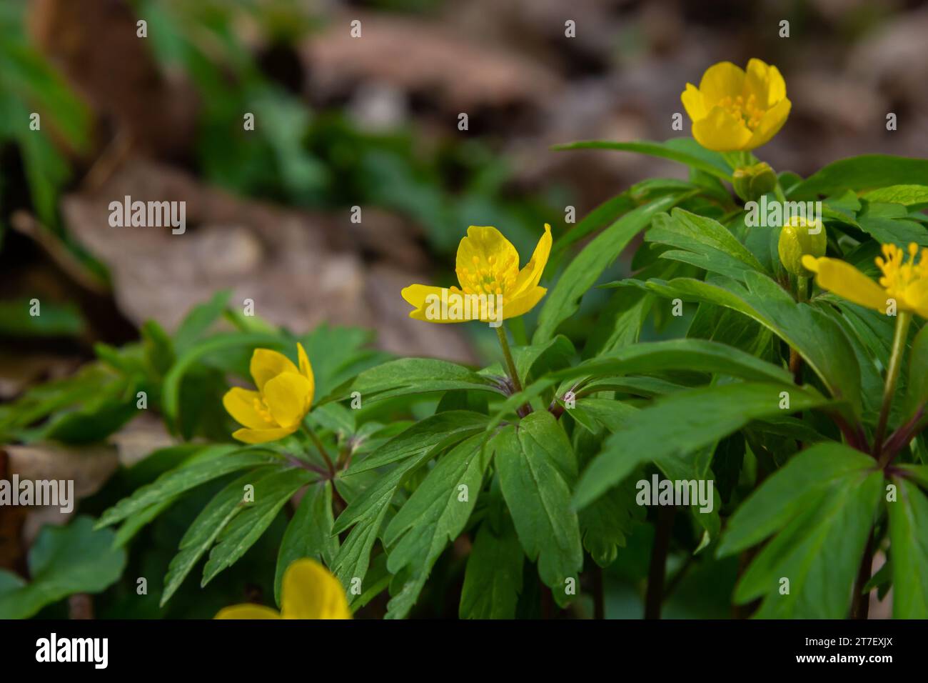 Au printemps dans la forêt sauvage fleurit l'anémone jaune Anemone ranunculides. Banque D'Images