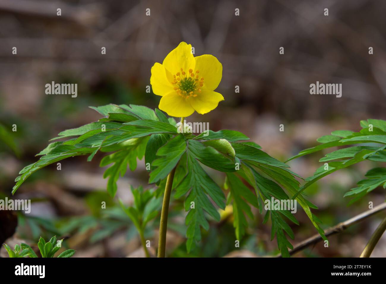 Au printemps dans la forêt sauvage fleurit l'anémone jaune Anemone ranunculides. Banque D'Images