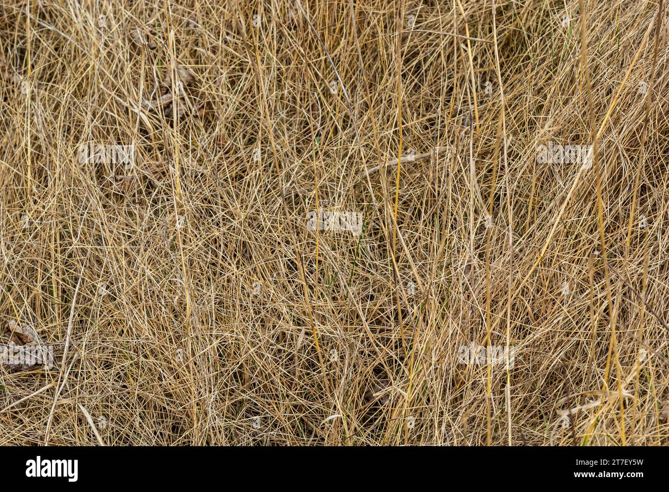 L'herbe sèche, écrasée par le vent et la pluie, se trouve dans un champ. Herbe morte jaune, fond naturel. Banque D'Images