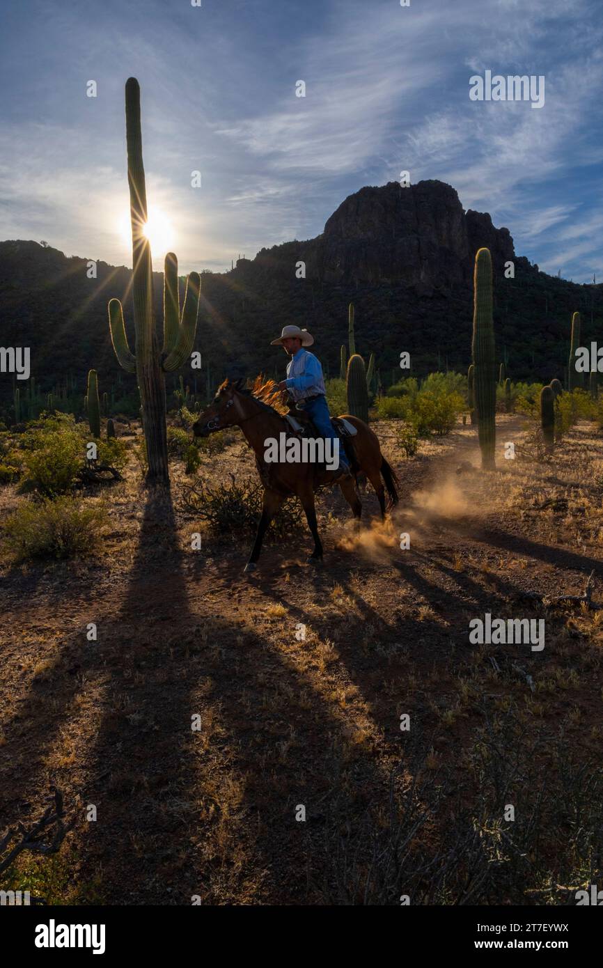 Zach Libby monte au lever du soleil sous Rattlesnake Ridge, White Stallion Ranch, Marana, Arizona Banque D'Images