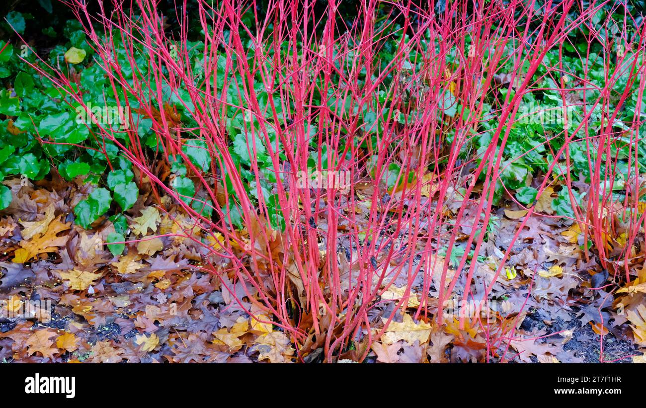 Automnal Cornus Alba 'Sibirica' - John Gollop Banque D'Images