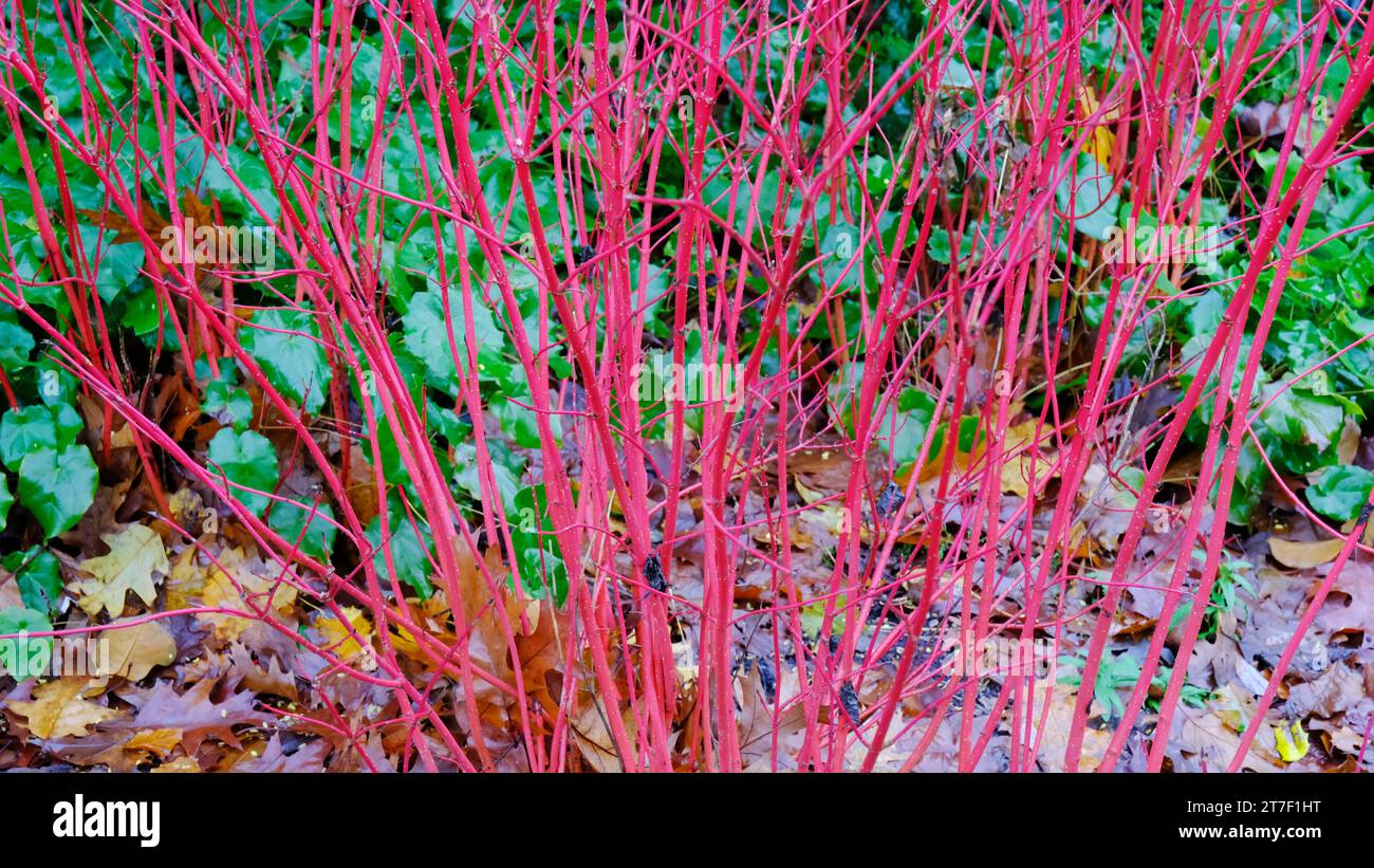 Automnal Cornus Alba 'Sibirica' - John Gollop Banque D'Images