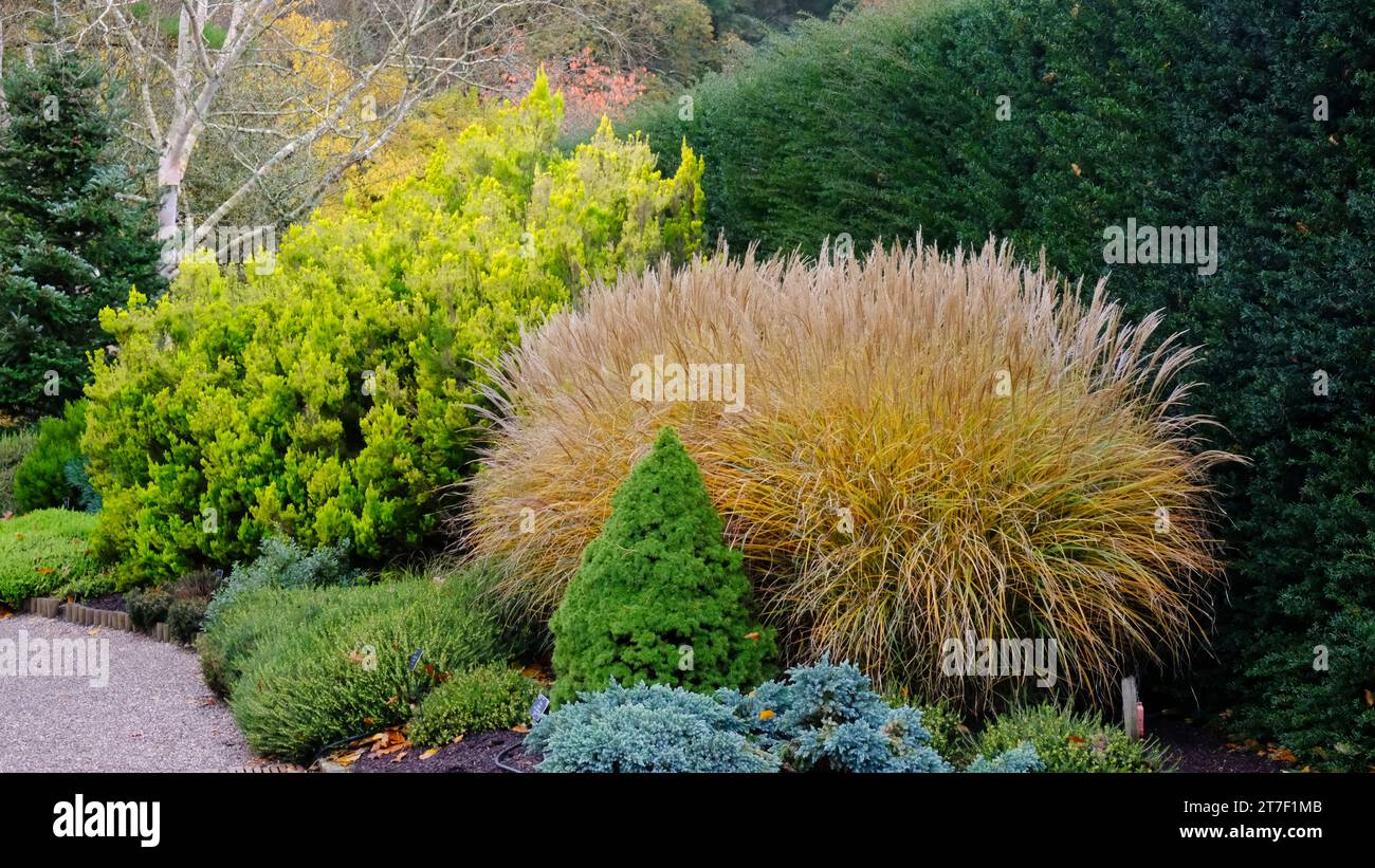 Bordure de jardin britannique à feuilles persistantes automnales contenant Miscanthus Sinensis 'Rotsilber' et Picea glauca var. Albertiana 'CONICA' - John Gollop Banque D'Images