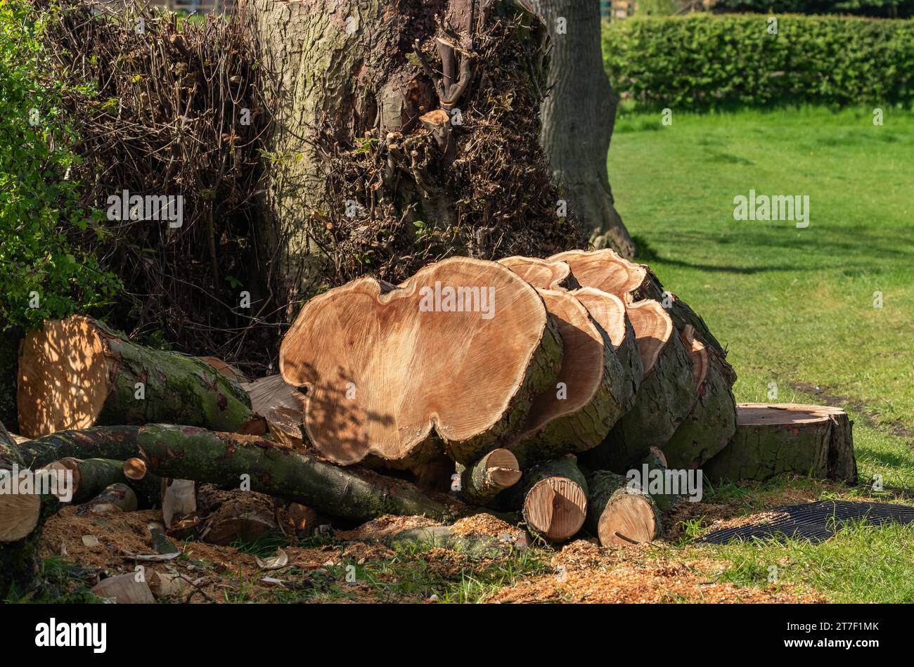 Les tranches de tronc d'arbre reposent à la base d'un arbre fraîchement coupé. Banque D'Images