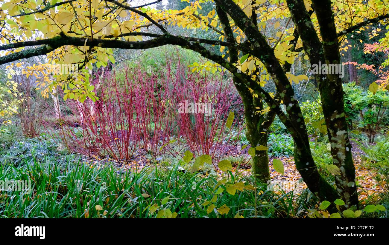 Jardin automnal bordure avec Cornus Sanguinea - John Gollop Banque D'Images