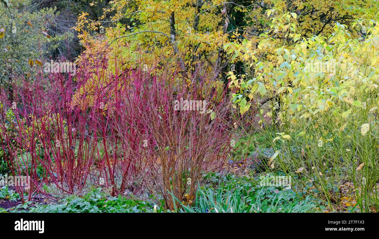 Jardin automnal bordure avec Cornus Sanguinea - John Gollop Banque D'Images