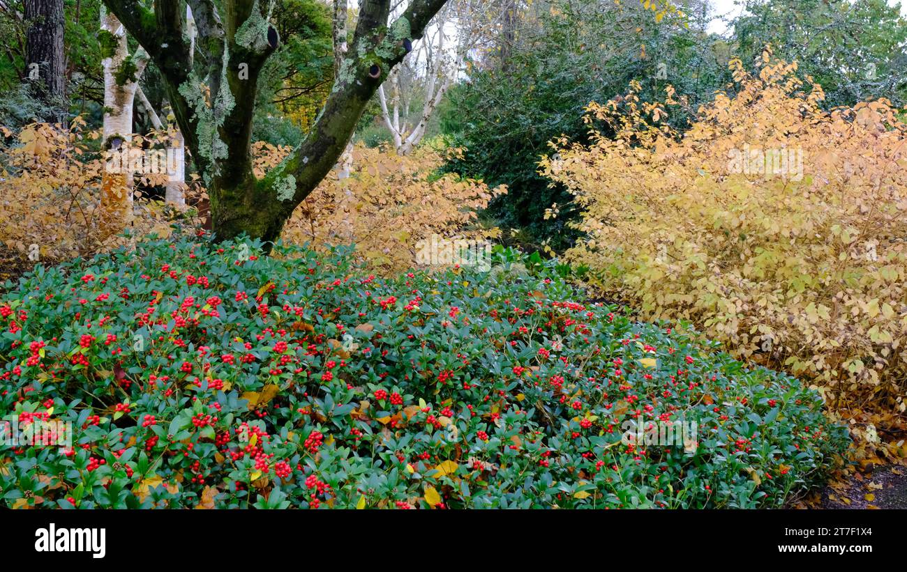 Frontière automnale avec Skimmia Japonica et Cornus Alba - John Gollop Banque D'Images