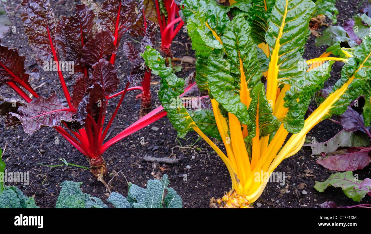 Chard suisse rouge et jaune coloré - John Gollop Banque D'Images