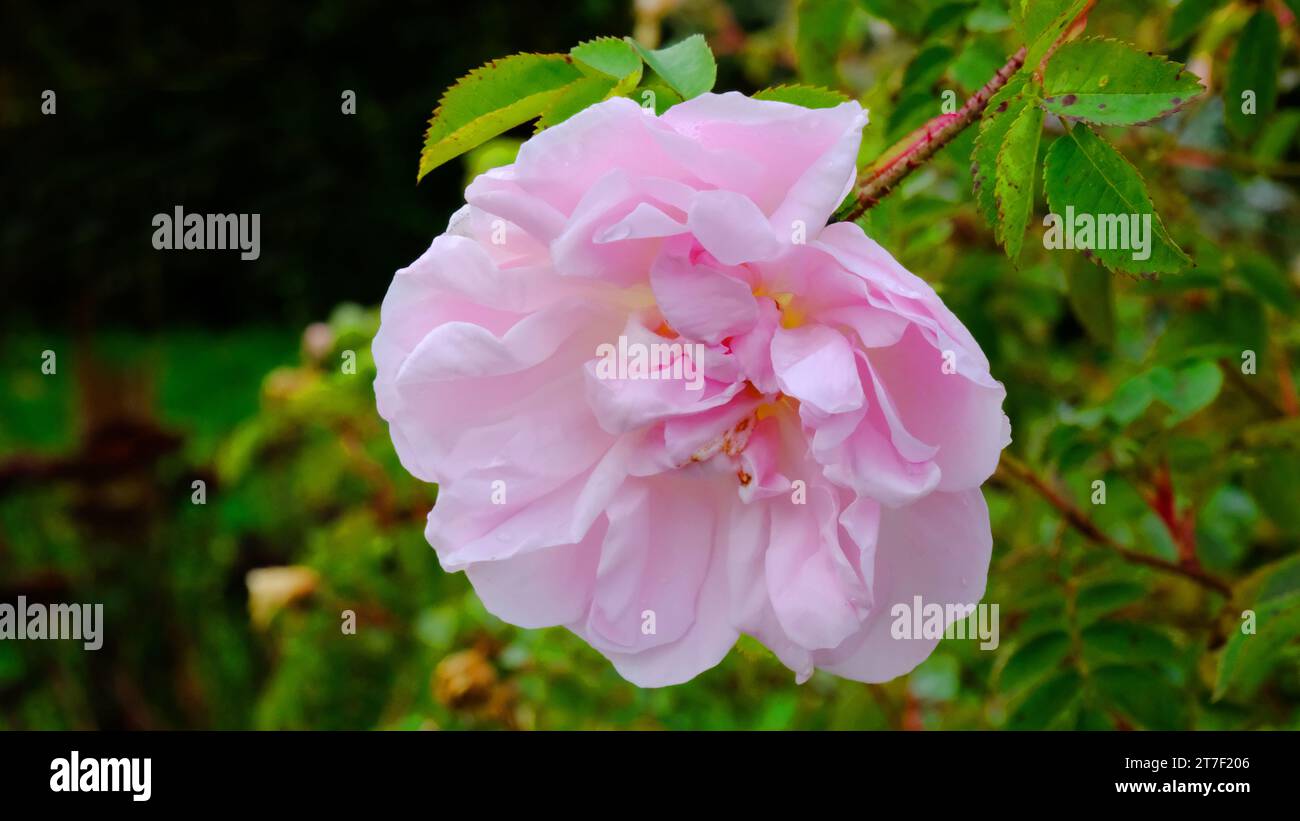 Rosa automnale à floraison tardive 'Stanwll Perpetual' - John Gollop Banque D'Images