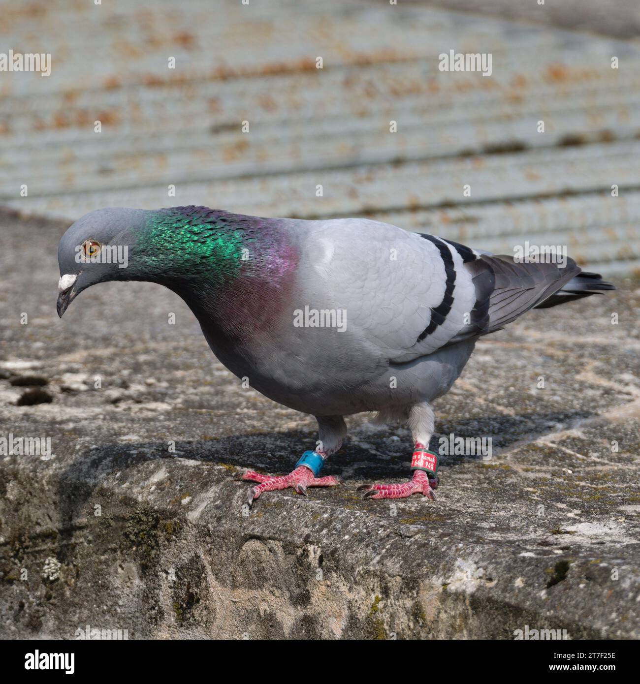 Qu'y a-t-il en bas ? Bel oiseau curieux coloré Columba livia aka pigeon (rocher ou domestique) regarde vers le bas sur la rive de la rivière. Banque D'Images