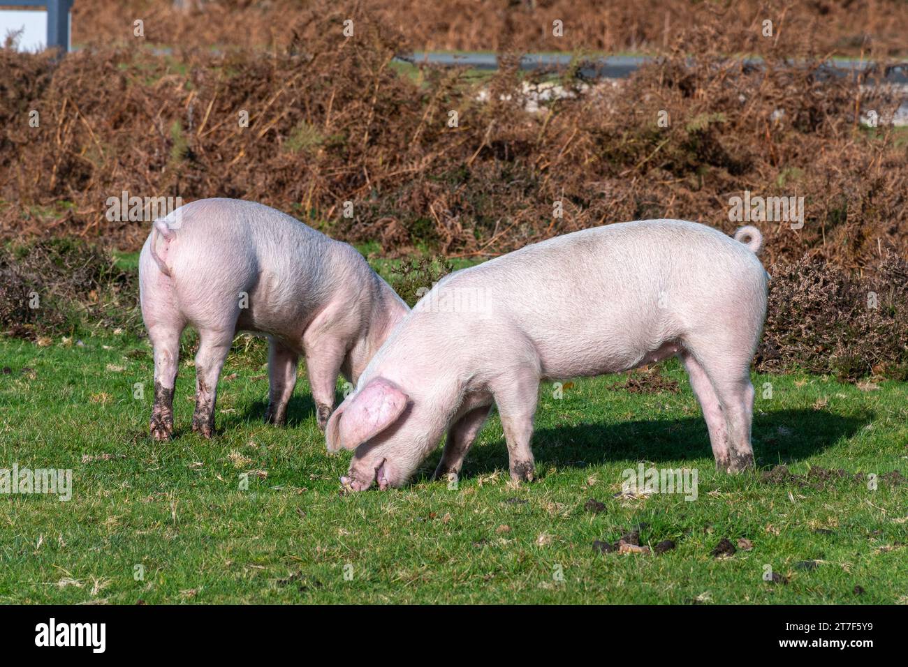 Les porcs domestiques errent dans la New Forest en automne pendant la saison des pannages pour manger des glands et des noix (les glands sont toxiques pour les poneys), novembre, Angleterre, Royaume-Uni Banque D'Images