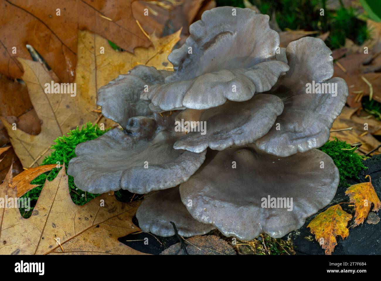 Champignon d'huître / champignon d'huître, hiratake / champignon d'huître perlé (Pleurotus ostreatus) champignon comestible sur souche d'arbre dans la forêt en automne / automne Banque D'Images