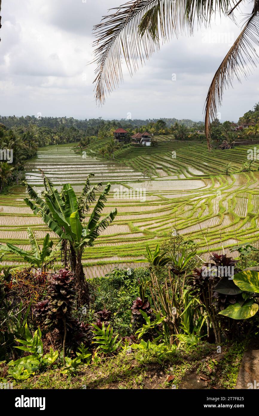 Terrasse de riz vue à Blimbing et Pupuan. Beaux champs vallonnés dans la forêt tropicale de Bali. Terrasses vertes avec vue depuis le point de vue Banque D'Images