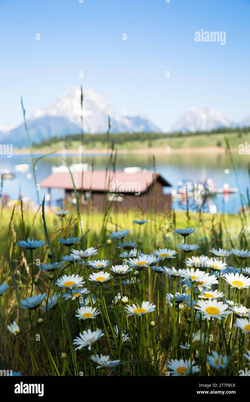 Fleur avec la chaîne de montagnes Grand Teton en arrière-plan, Amérique Banque D'Images