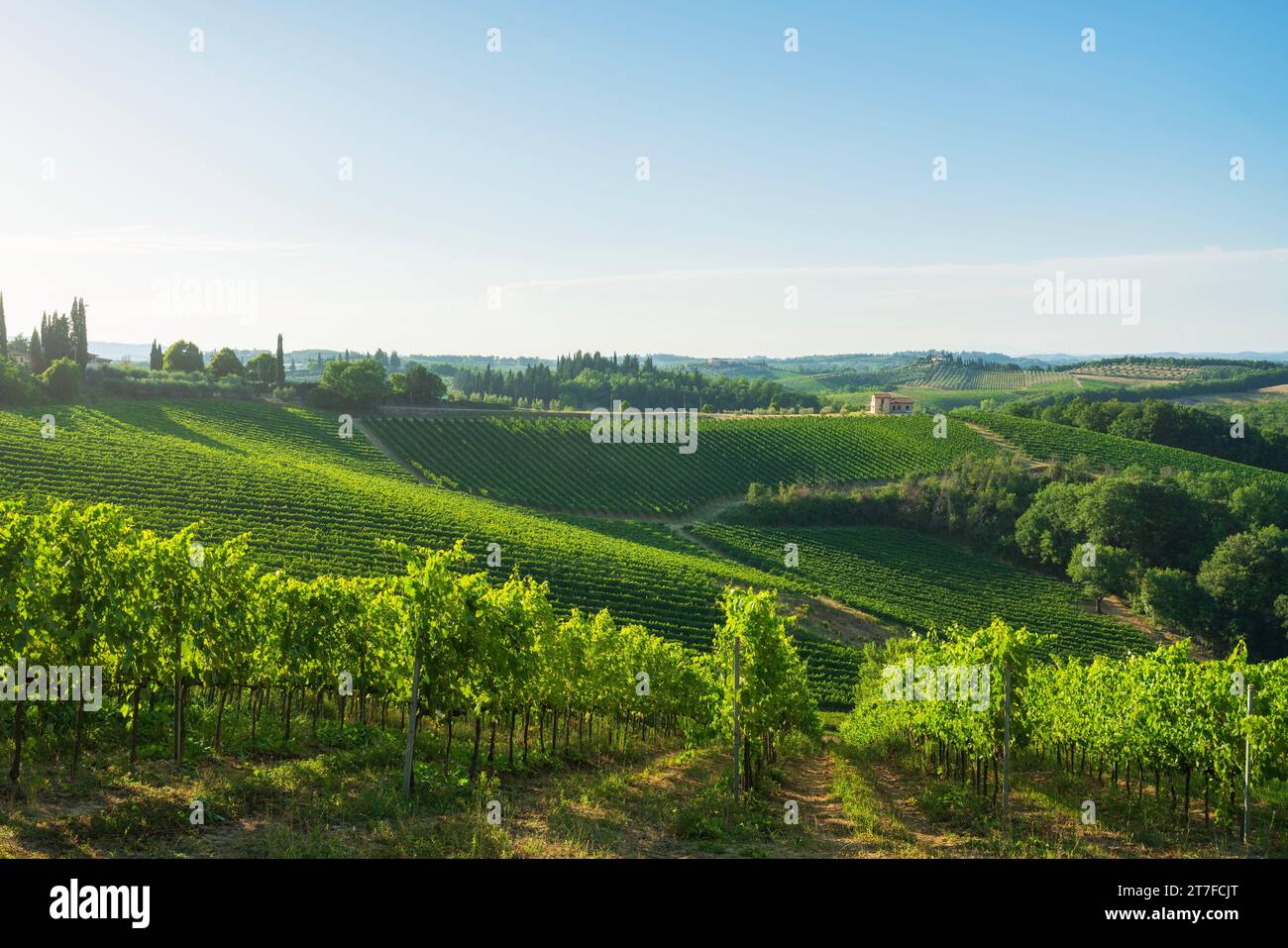 Vignobles dans la campagne de San Gimignano. Province de Sienne, région Toscane, Italie Banque D'Images