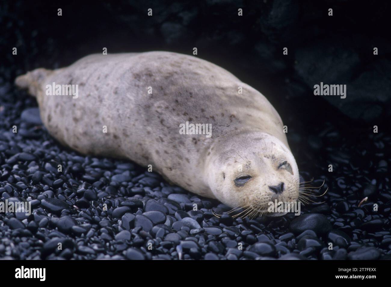 Chiot de phoque commun (Phoca vitulina), zone naturelle exceptionnelle de Yaquina Head, Bureau de gestion des terres du district de Salem, Oregon Banque D'Images