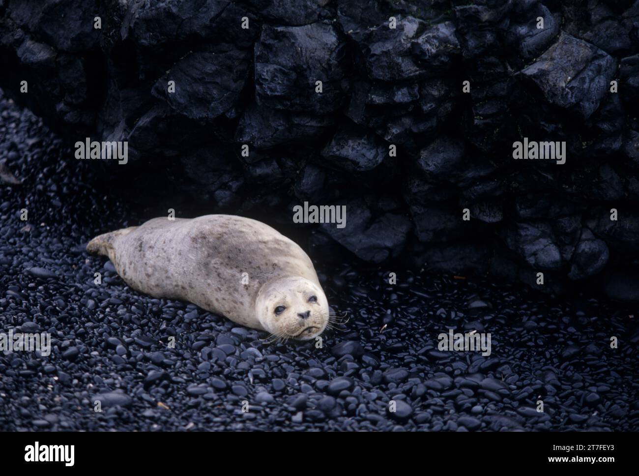 Chiot de phoque commun (Phoca vitulina), zone naturelle exceptionnelle de Yaquina Head, Bureau de gestion des terres du district de Salem, Oregon Banque D'Images