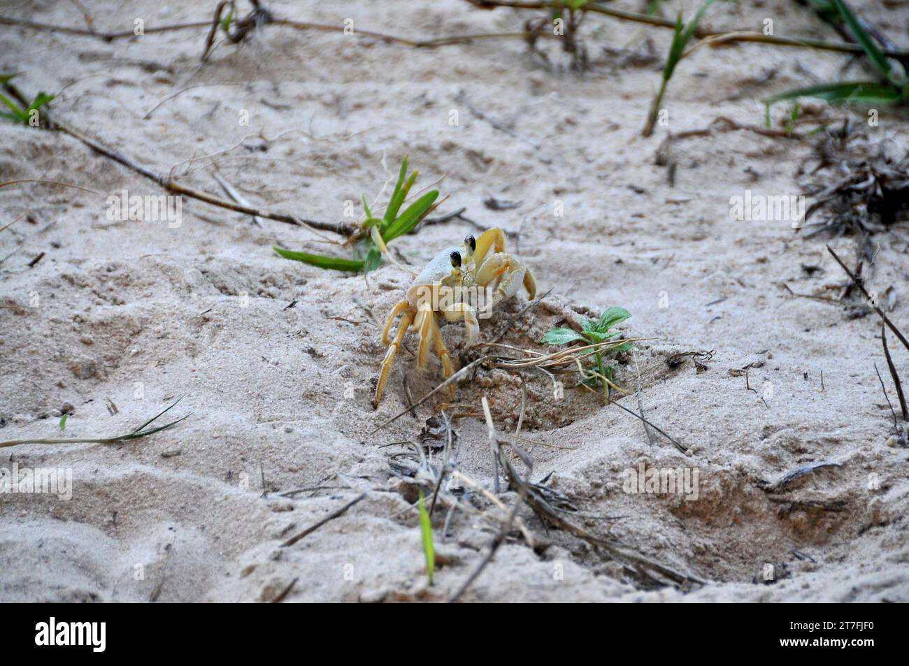 crabe blanc animal de plage marchant sur le sable Banque D'Images