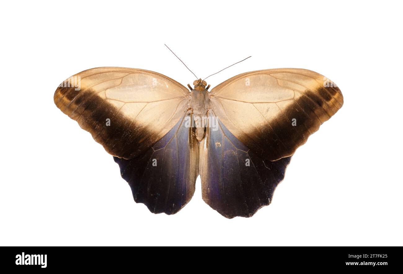 Grand papillon forestier Caligo memnon sur fond blanc, vue de dessus Banque D'Images