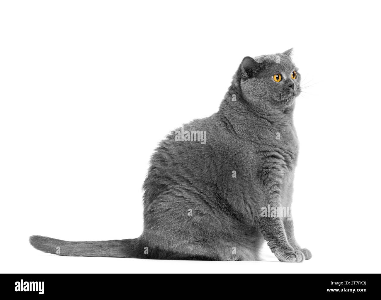 Un gros chat britannique Shorthair est assis sur un fond blanc et semble surpris. Obésité, chats en surpoids, aliments diététiques spéciaux pour animaux de compagnie. Banque D'Images