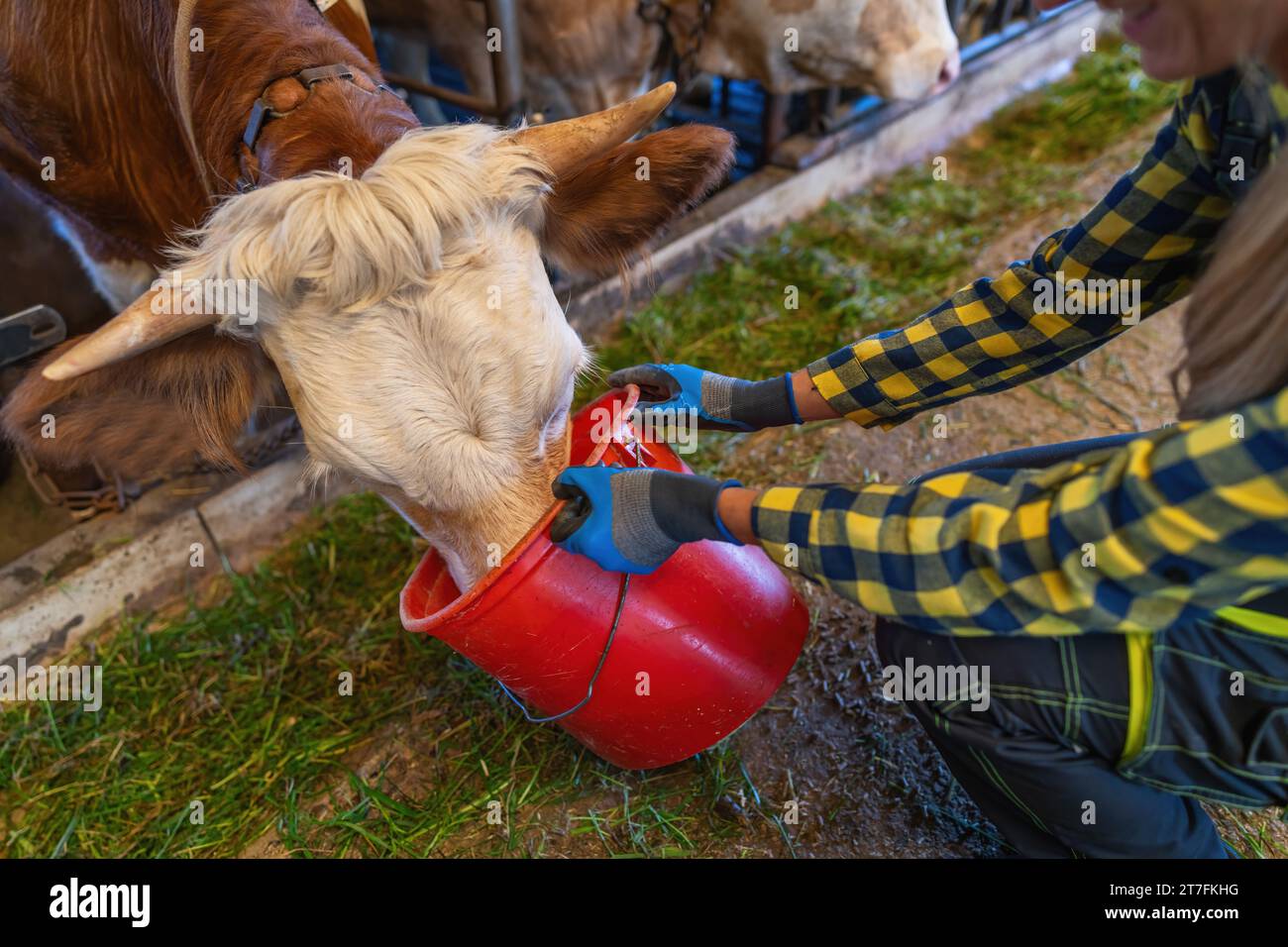 vache nourrie d'un seau rouge par une agricultrice avec des gants bleus Banque D'Images