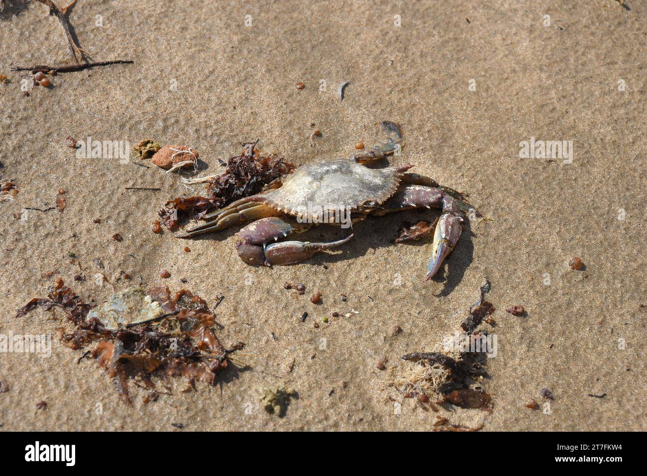 Crabe mort coucher de soleil côtier sur la plage Belo Horizonte vue mer coucher de soleil Brésil Bahia br Banque D'Images
