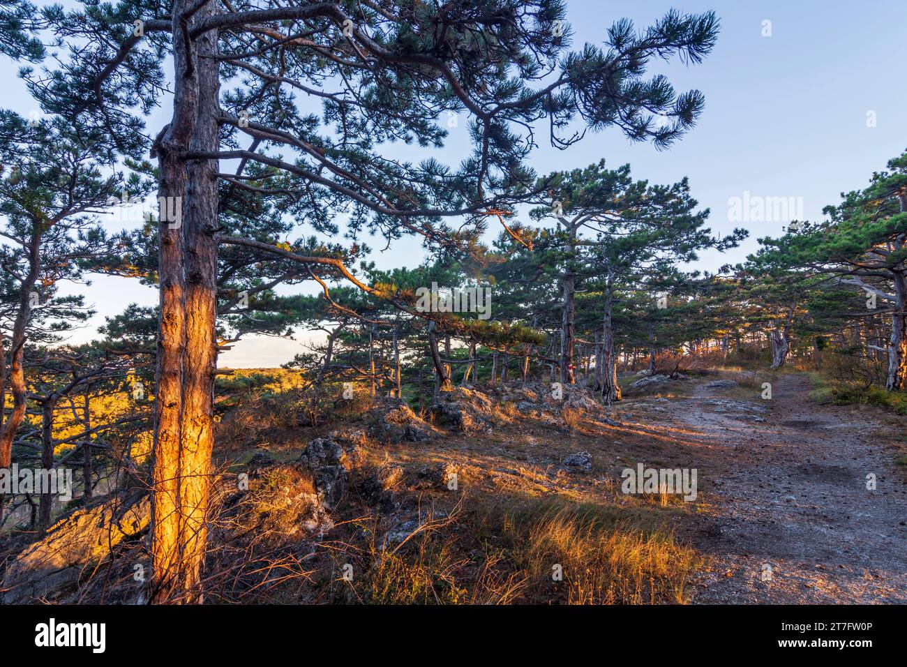 Mödling : Bois de Vienne, Pinus nigra, le pin autrichien ou pin noir à Wienerwald, Bois de Vienne, Niederösterreich, Basse-Autriche, Autriche Banque D'Images