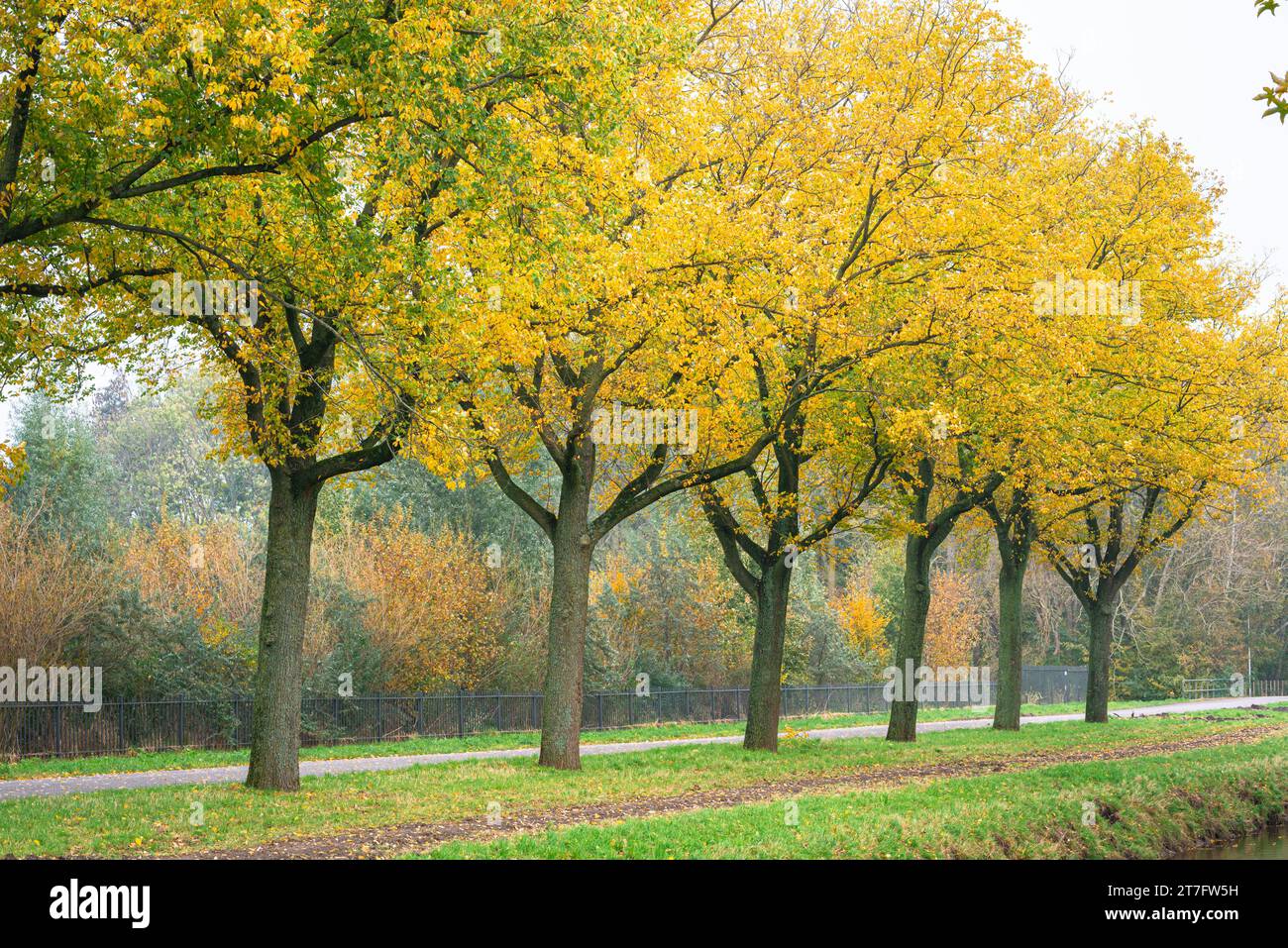 Rangée d'arbres de couleur jaune à or sur un jour brumeux en automne Banque D'Images