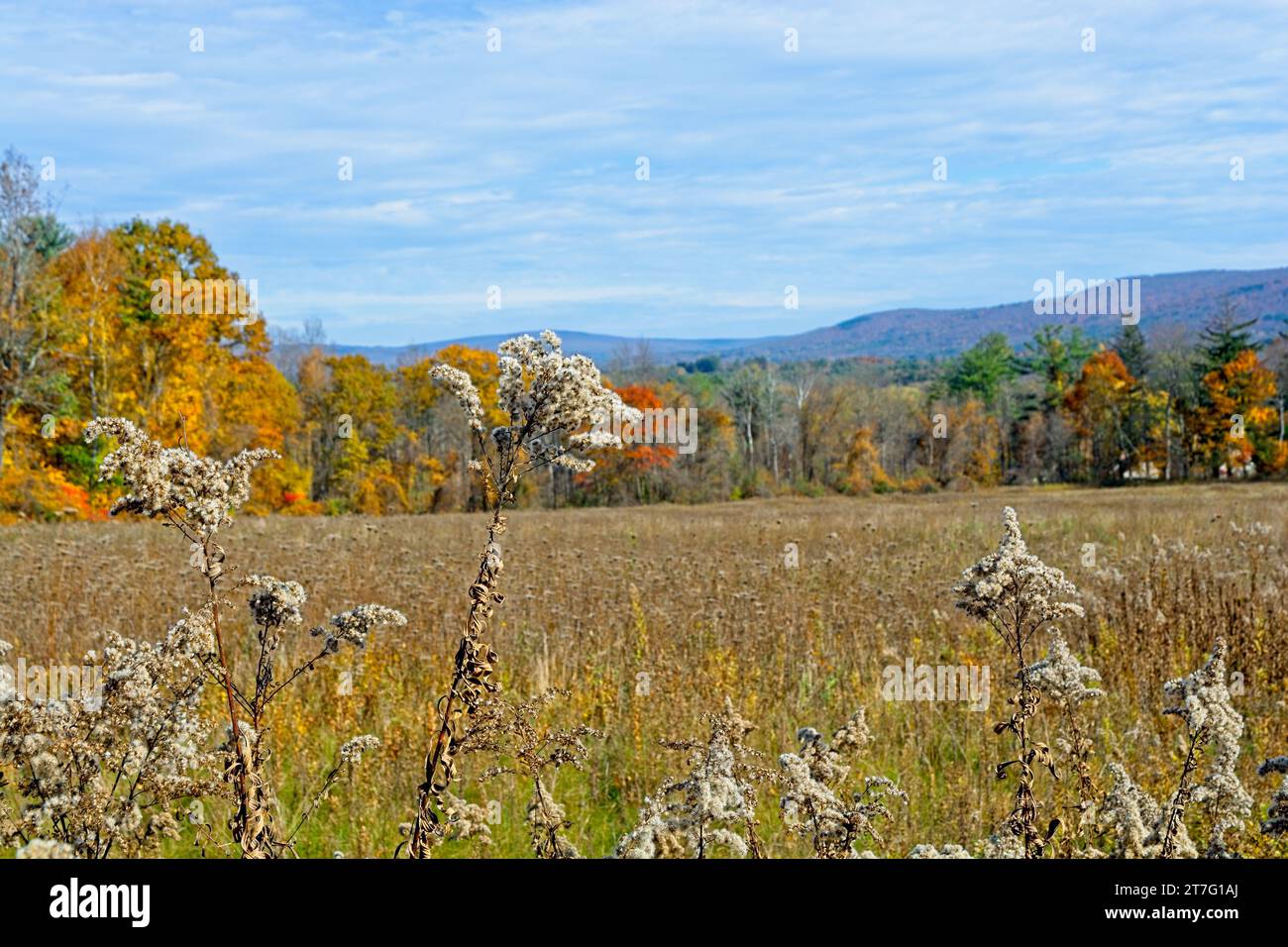 Verge d'or de la prairie du canada qui va semer avec les montagnes lointaines du Berkshire en couleur d'automne Banque D'Images