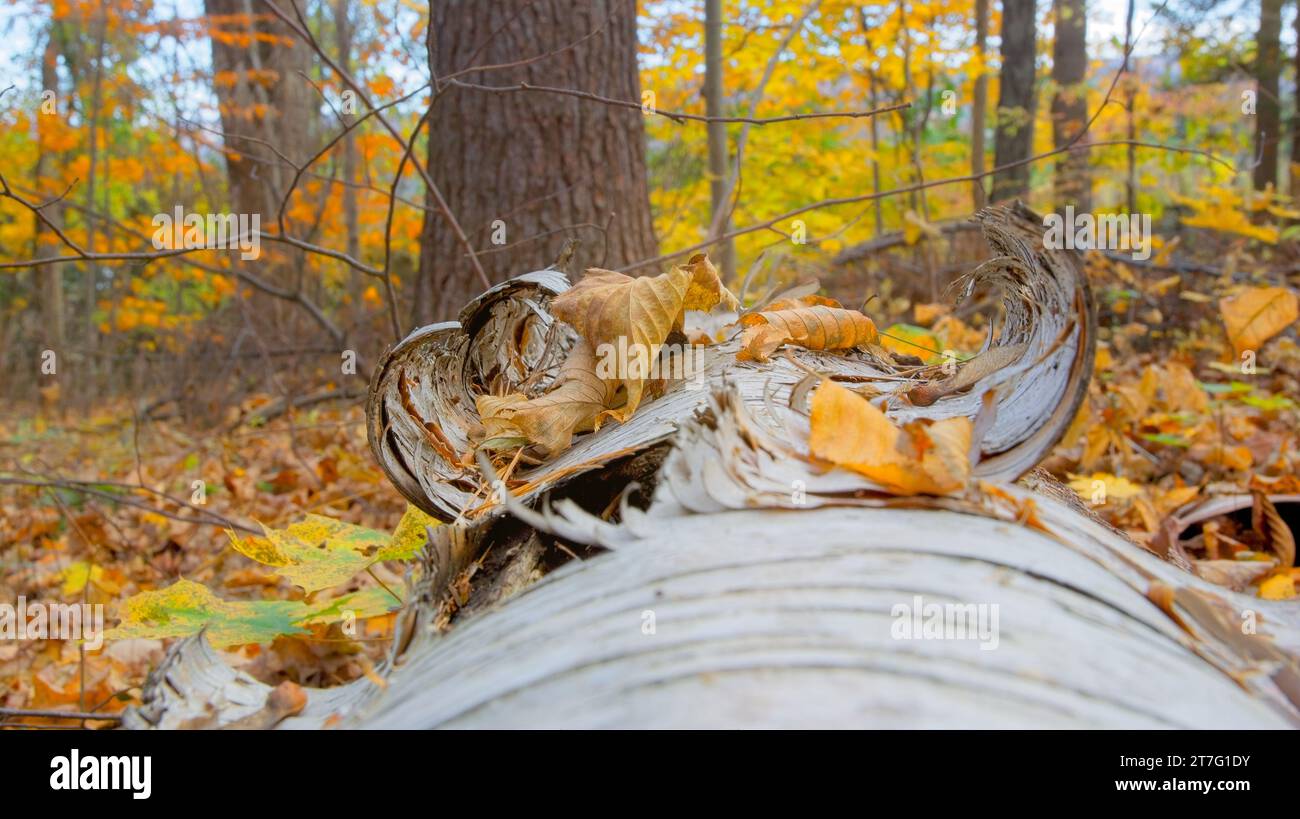 Bûche d'écorce de bouleau blanc, feuilles sur le sol de forêt coloré d'automne. Mise au point sélective Banque D'Images