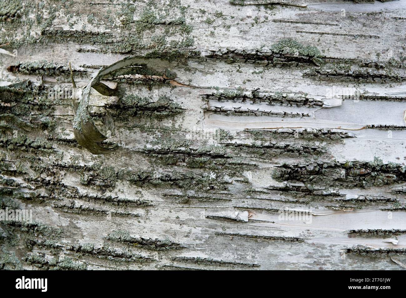 Gros plan d'écorce de bouleau blanc texturée Banque D'Images