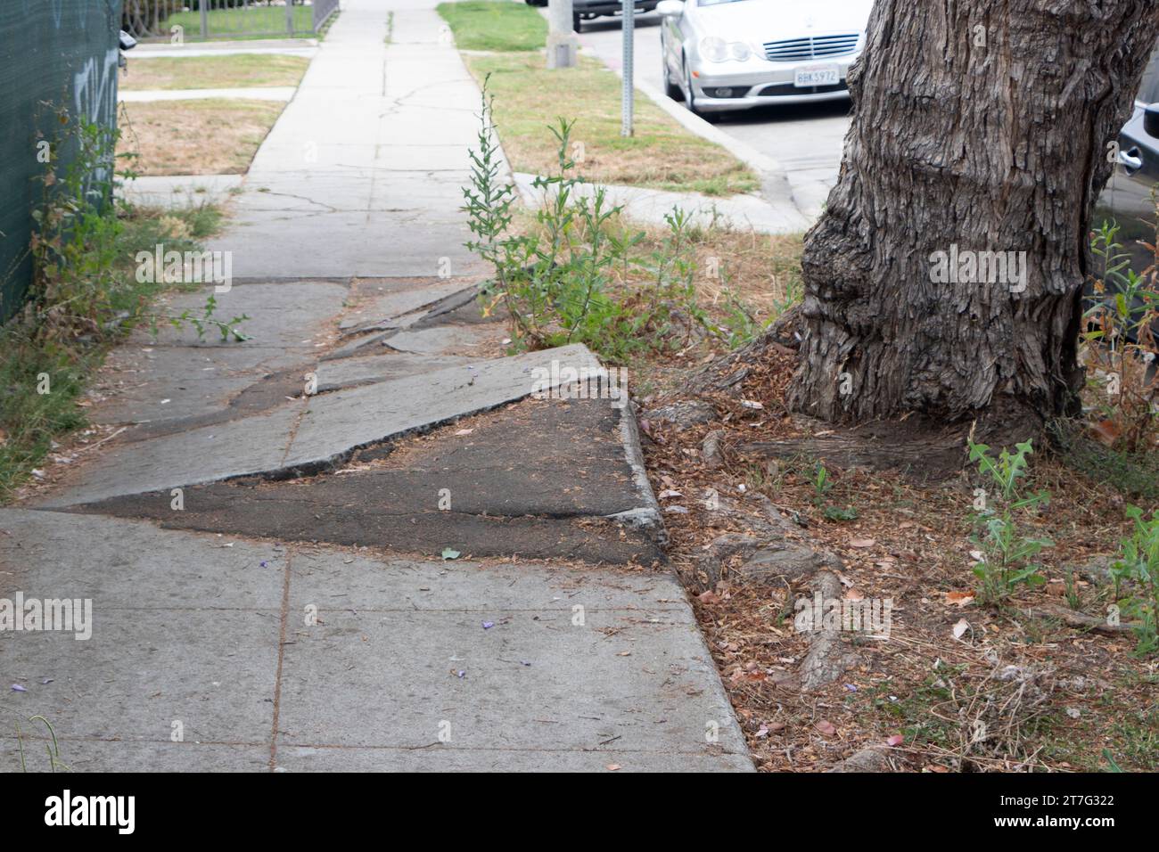 problème de la déformation du trottoir causé par le pilonnement des racines des arbres Banque D'Images
