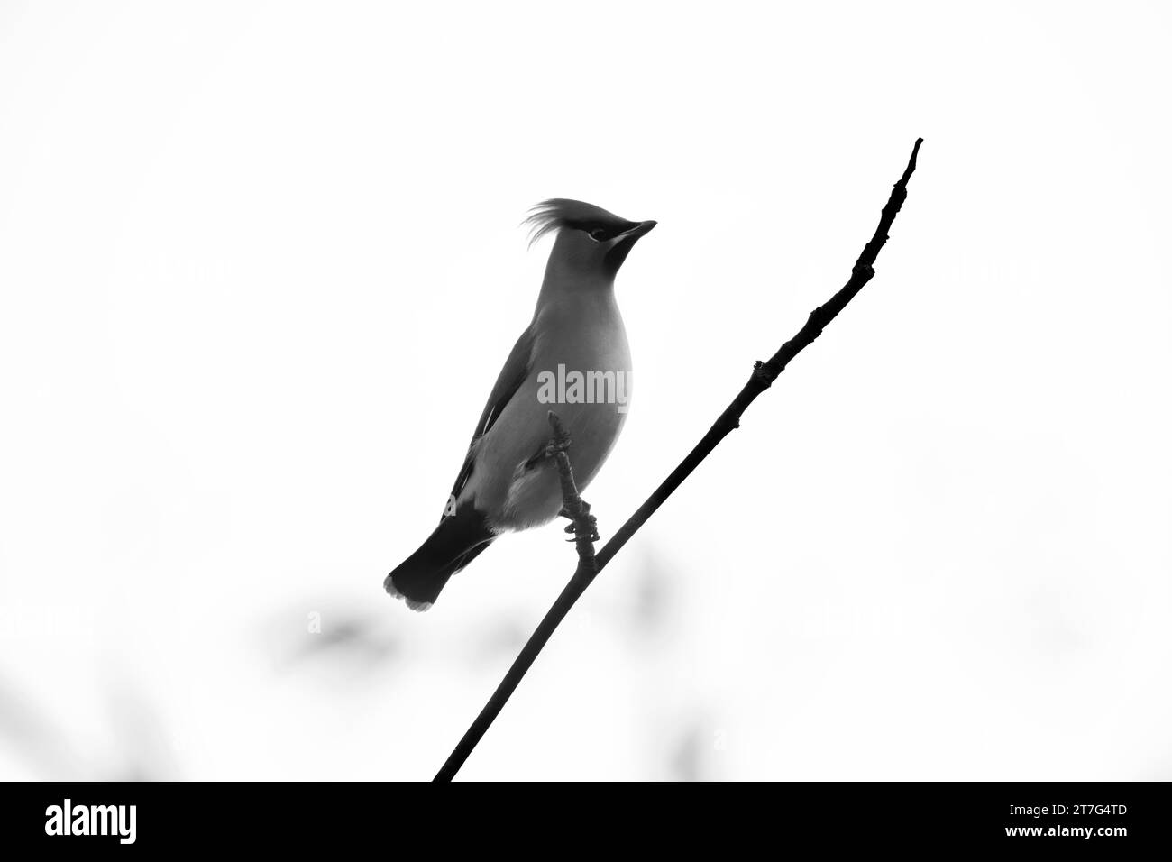 Mes photos à vendre Banque D'Images