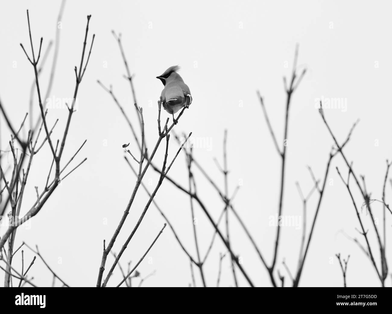 Mes photos à vendre Banque D'Images