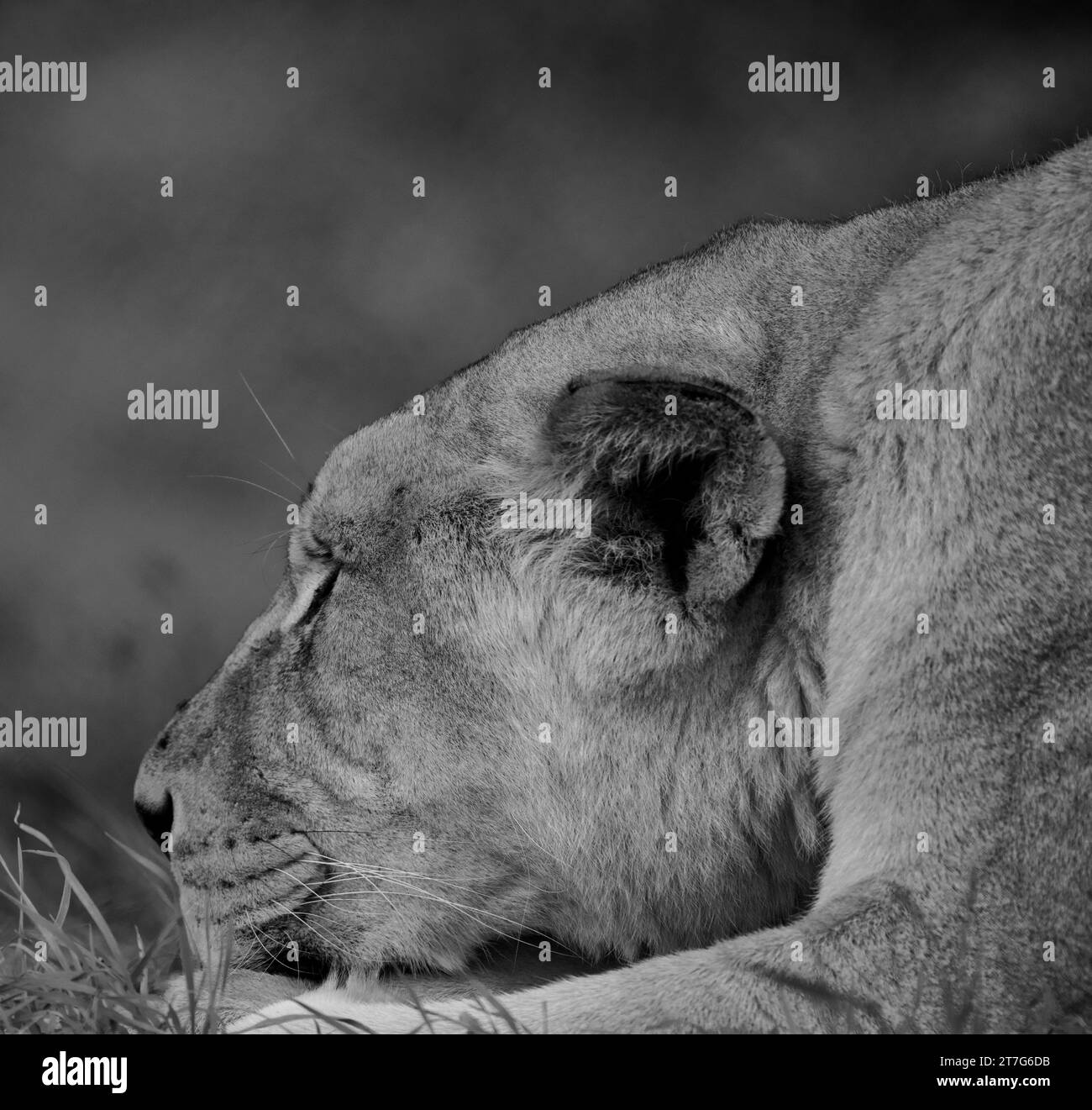 Mes photos à vendre Banque D'Images