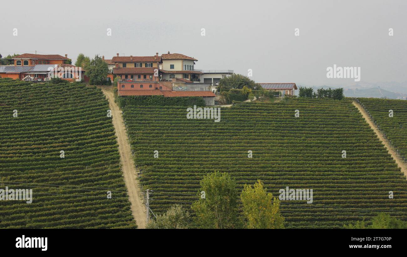 Temps de récolte sur les pentes abruptes des vignobles Barolo Misty skys et Cloud Banque D'Images