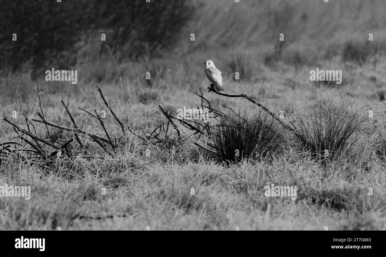 Hiboux Banque D'Images