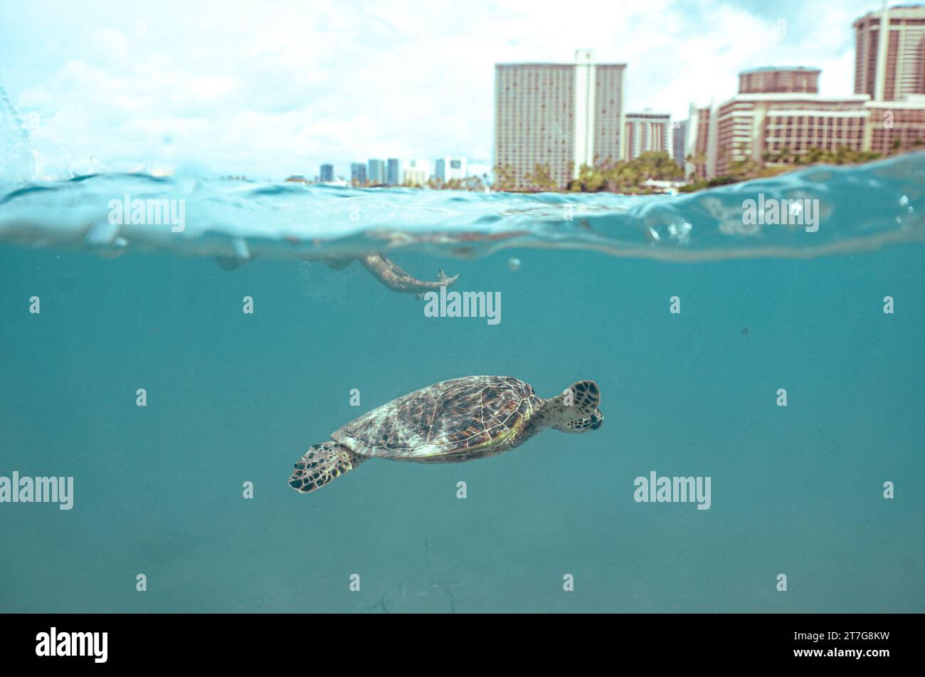 Plongée en apnée avec les tortues vertes hawaïennes sauvages au large de Waikiki Beach Banque D'Images