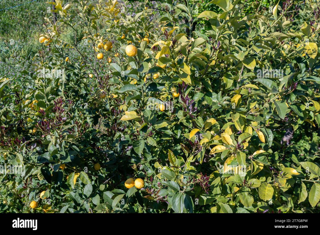 Vue en grand angle d'un citron, une espèce de petit arbre à feuilles persistantes de la famille des plantes à fleurs Rutaceae, originaire d'Asie, Savone, Ligurie, Italie Banque D'Images