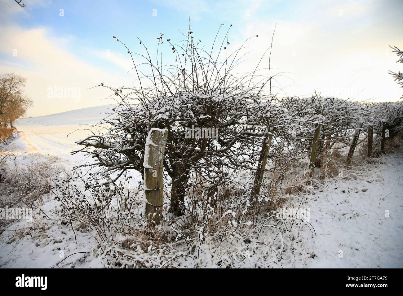 haies couvertes de neige et champ en hiver ciel nuageux bleu. Banque D'Images