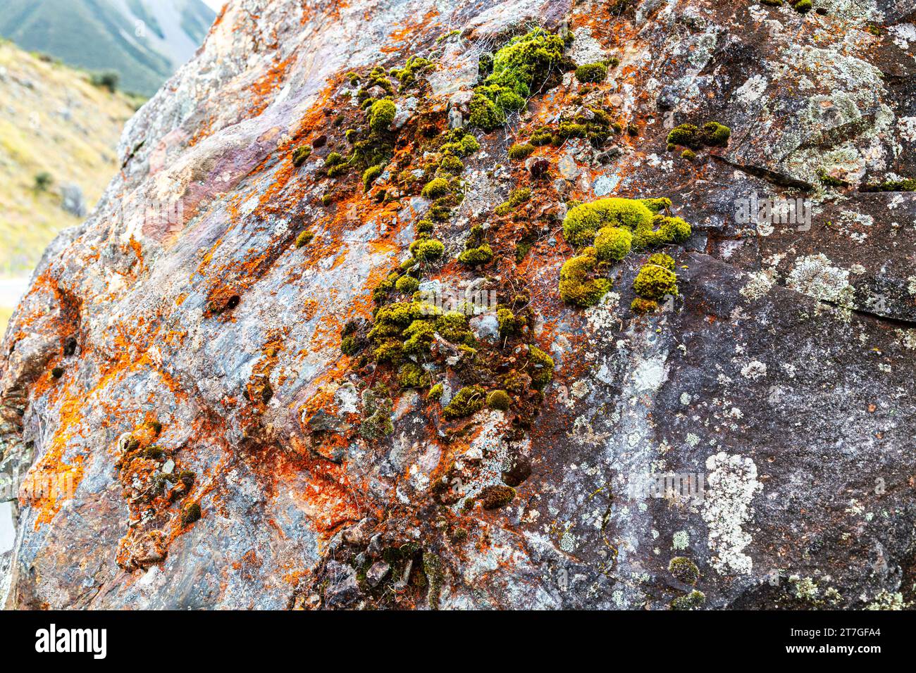 Les lichens sont des organismes symbiotiques composés de plusieurs espèces : un champignon, un ou plusieurs photobiontes et parfois une levure. Ils sont régulièrement regroupés par TH Banque D'Images