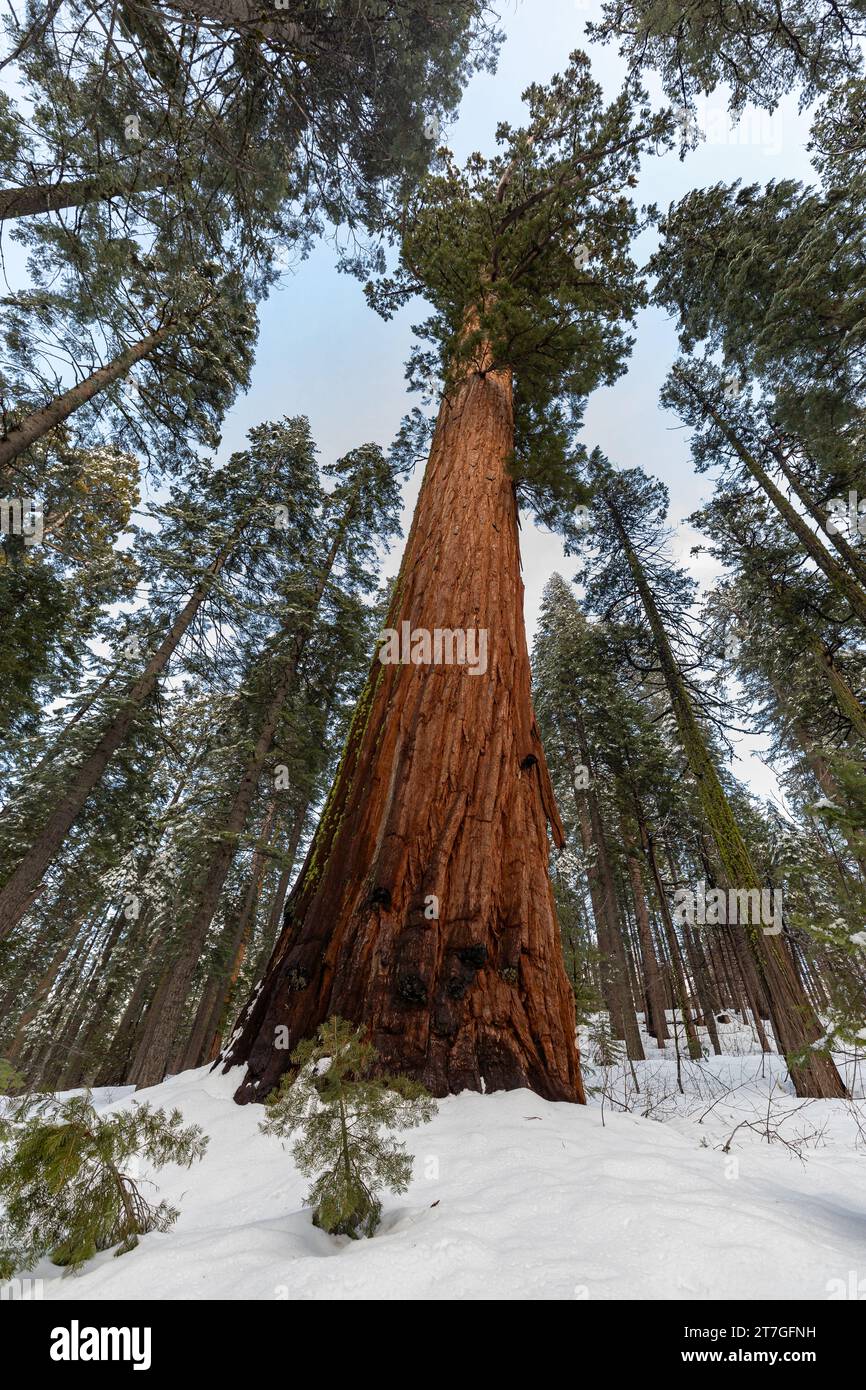 Des séquoias géants dominent au-dessus d'un sol enneigé au milieu d'une forêt de séquoias en hiver Banque D'Images