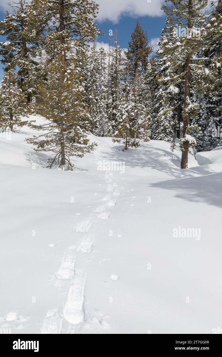 Pistes de raquettes à neige à travers la forêt de séquoias enneigée Banque D'Images